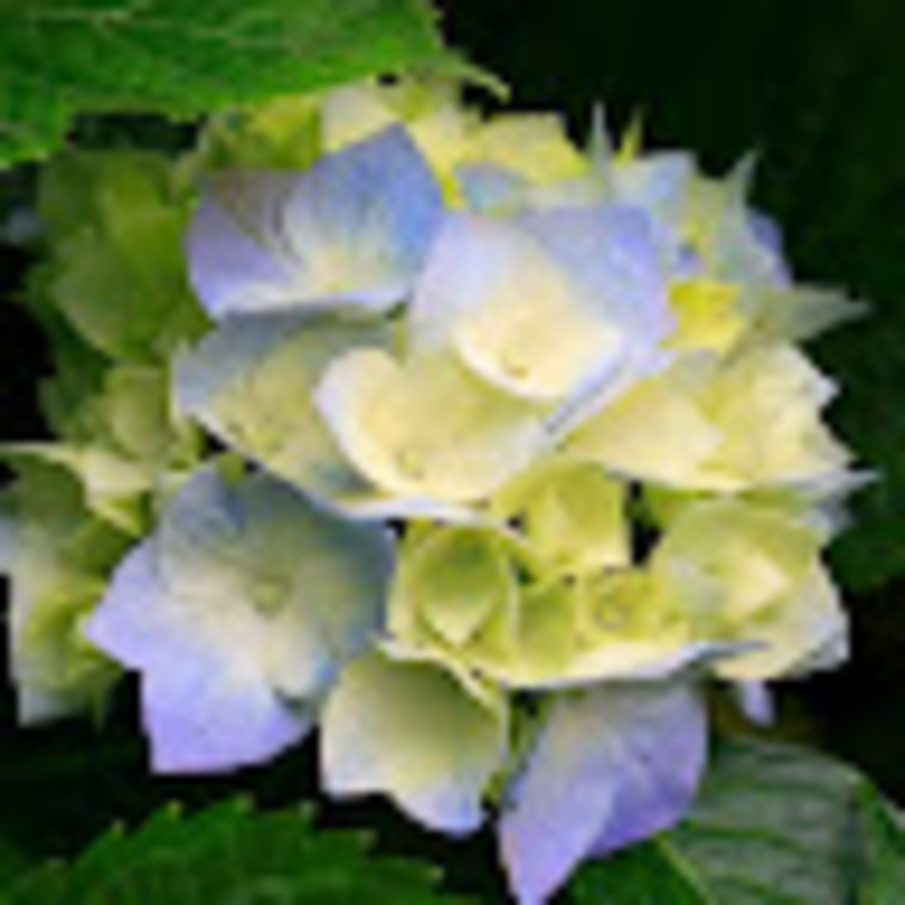 Meet your Posher, Ms. dutch